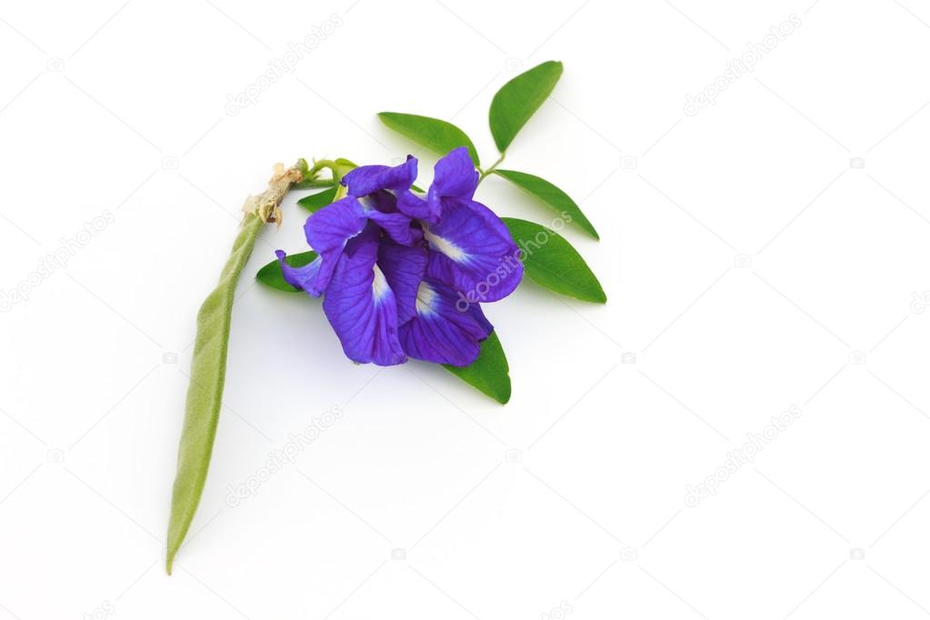 Anchan flowers on white background.