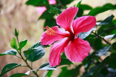 Hibiscus çiçek.