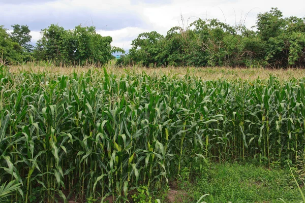 Campo de maíz verde —  Fotos de Stock