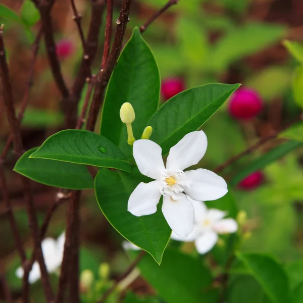 Primer plano de una flor blanca de copo de nieve (Wrightia antidysenterica ) —  Fotos de Stock