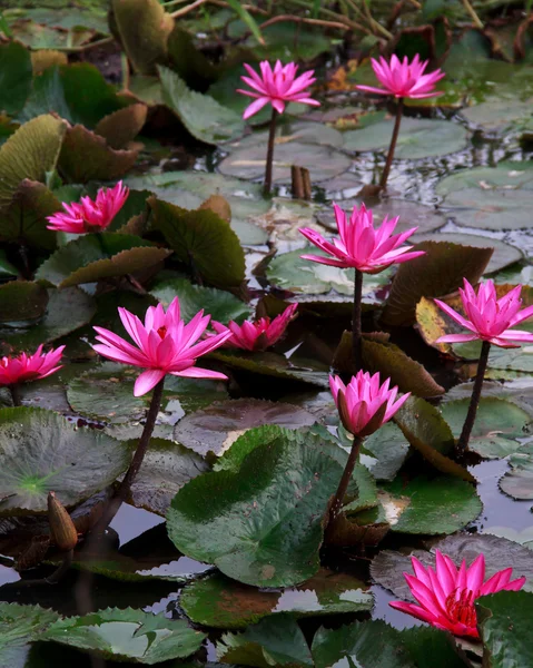 Pink lotus. — Stock Photo, Image