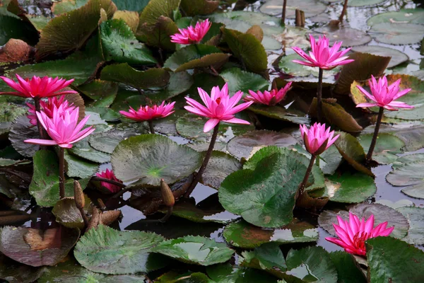 Lótus rosa . — Fotografia de Stock