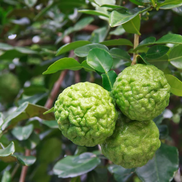 Bergamot on Tree — Stock Photo, Image