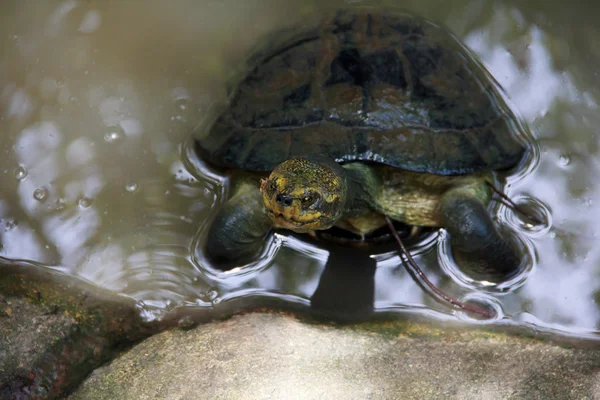 Southern Arizona turtle — Stock Photo, Image