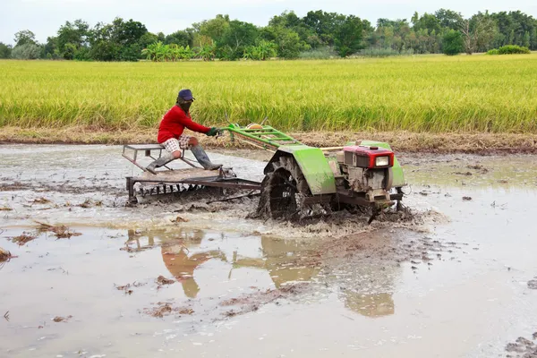 เกษตรกรขับรถแทรกเตอร์ดั้งเดิมในยื่นข้าว — ภาพถ่ายสต็อก