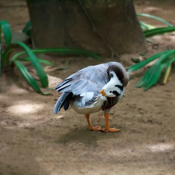 Pato musgo preening-se — Fotografia de Stock