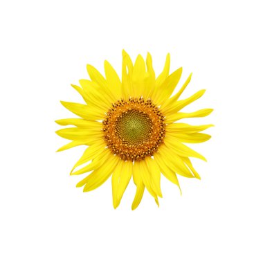 parlak studio çekim üzerinde beyaz backg büyük güzel ayçiçeği