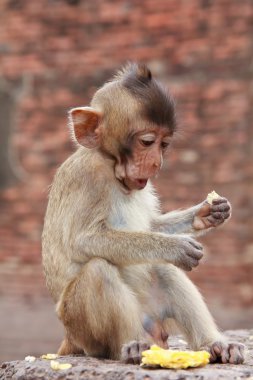 kahverengi bir arka plan üzerinde oturan şirin makak.
