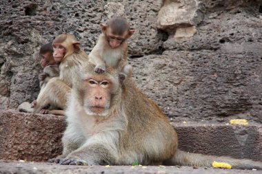 kahverengi bir arka plan üzerinde oturan şirin makak.
