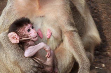 şirin bebek ile anne maymun