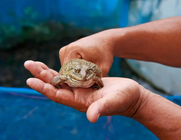 Common frog — Stock Photo, Image
