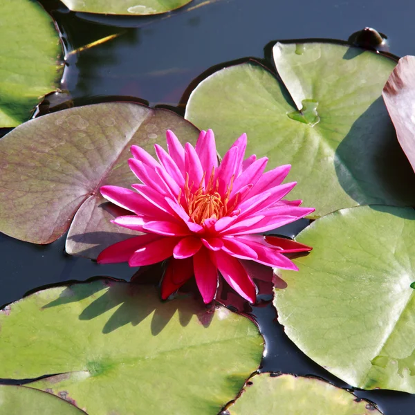 Lotus on the pond. — Stock Photo, Image