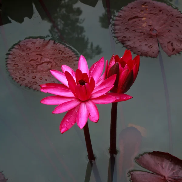 Lotus on the pond. — Stock Photo, Image