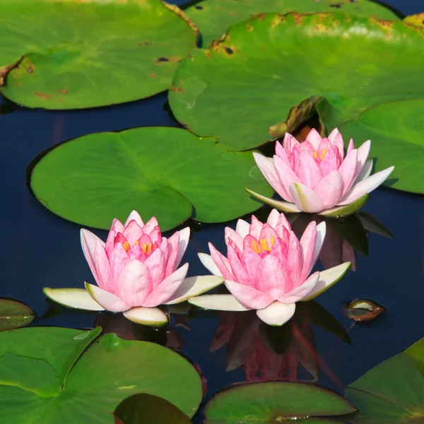 Lotus on the pond. — Stock Photo, Image