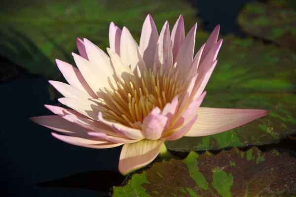 Lotus flower background — Stock Photo, Image