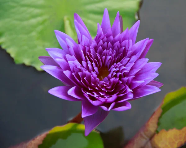 Beautiful lotus flower background — Stock Photo, Image