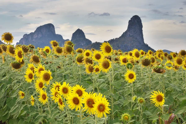 Piękny krajobraz z Słonecznikowe pole na zachmurzone niebo niebieskie — Zdjęcie stockowe