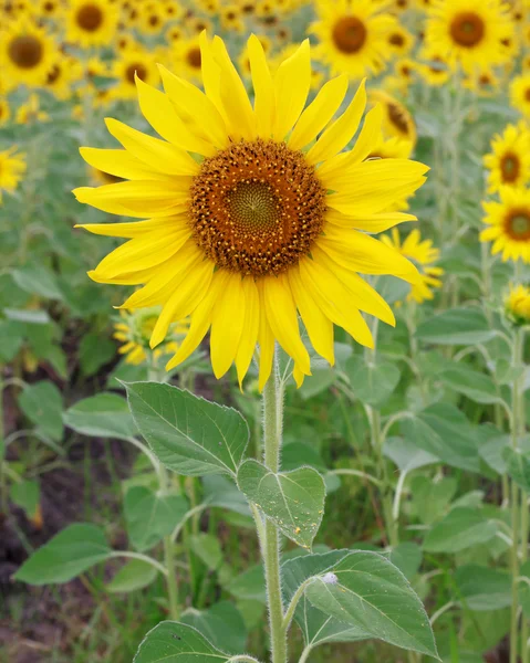 Fond abstrait avec tournesols — Photo