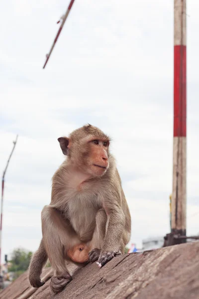 El mono mira hacia adelante . — Foto de Stock