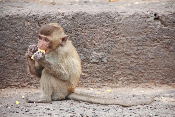 Lindo macaco sentado sobre un fondo marrón . — Foto de Stock
