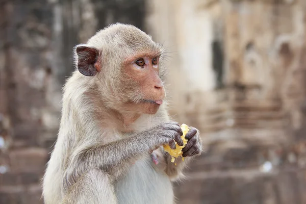 Mignon macaque assis sur un fond brun . — Photo