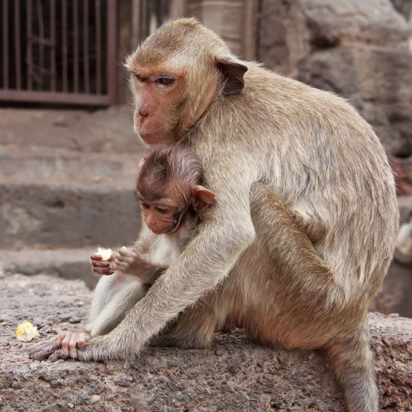 Famille des singes — Photo