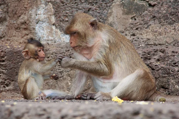 Mignon macaque assis sur un fond brun . — Photo