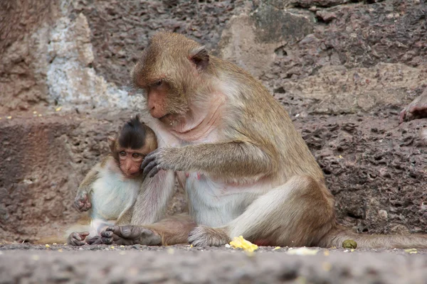 Lindo macaco sentado sobre un fondo marrón . — Foto de Stock