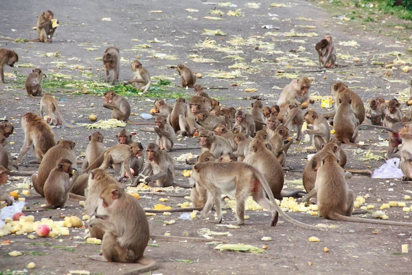 Singes manger de la nourriture que les gens apportent dans la rue . — Photo