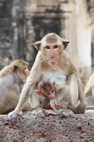 Madre scimmia con il suo bambino carino — Foto Stock