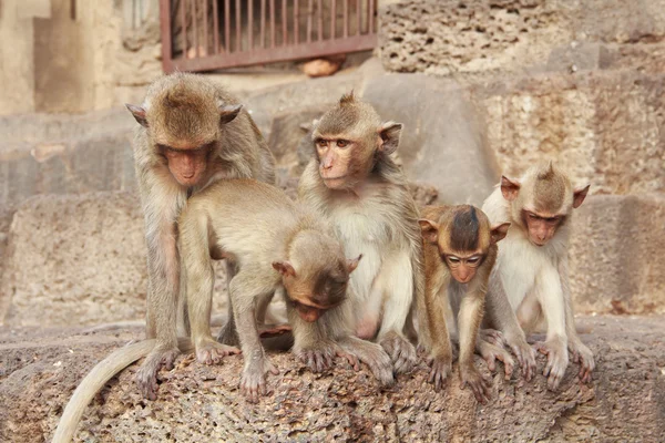 Schattig makaak zittend op een bruine achtergrond. — Stockfoto