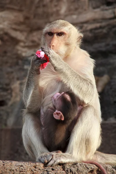 Moeder aap met haar schattige baby — Stockfoto