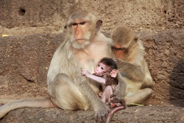 Mamma apa med hennes söta barn — Stockfoto