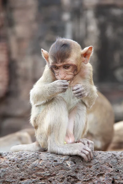 Mignon macaque assis sur un fond brun . — Photo