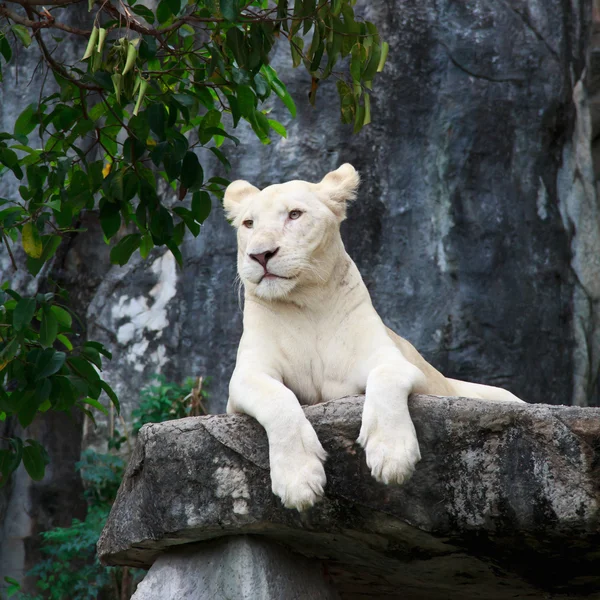 White Lion — Stock Photo, Image