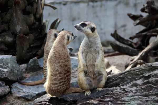 Wild meerkats (também conhecido por suricates), Karoo, África do Sul — Fotografia de Stock