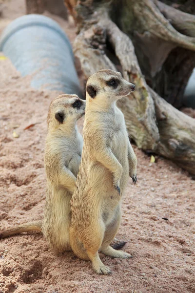 Meerkat in con sfondo sfocato. Safari aperto in Thailandia — Foto Stock