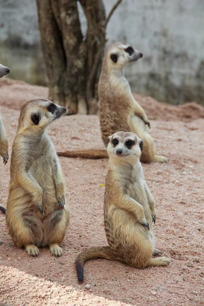 Família de meerkats — Fotografia de Stock