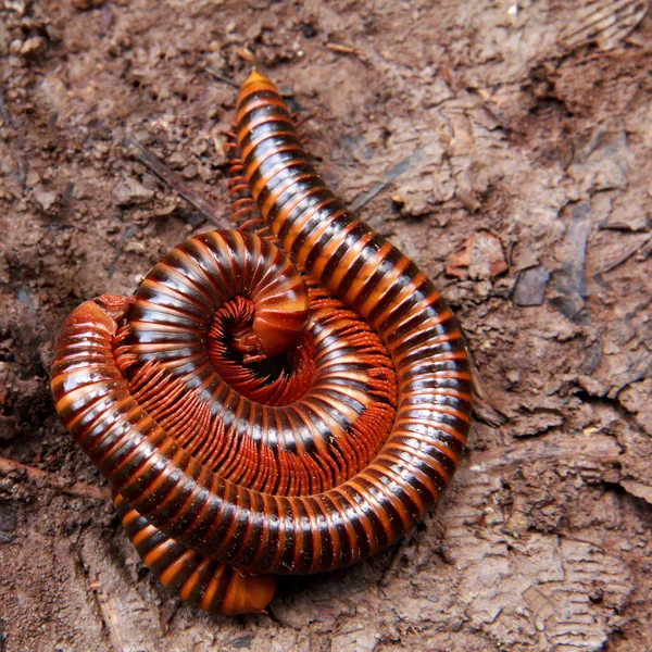 Ένα ζευγάρι των millipedes ζευγάρωμα — Φωτογραφία Αρχείου