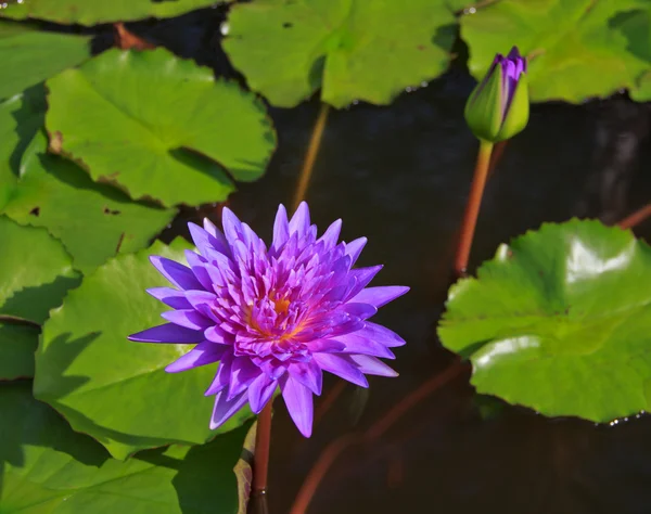 Lotus — Stock Photo, Image