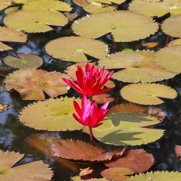 Lotus. — Stock Photo, Image