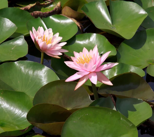 Lotus. — Stock Photo, Image