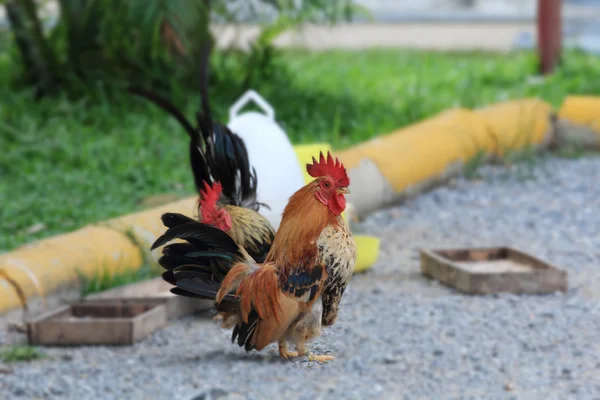 Bantam, Thailandia — Foto Stock