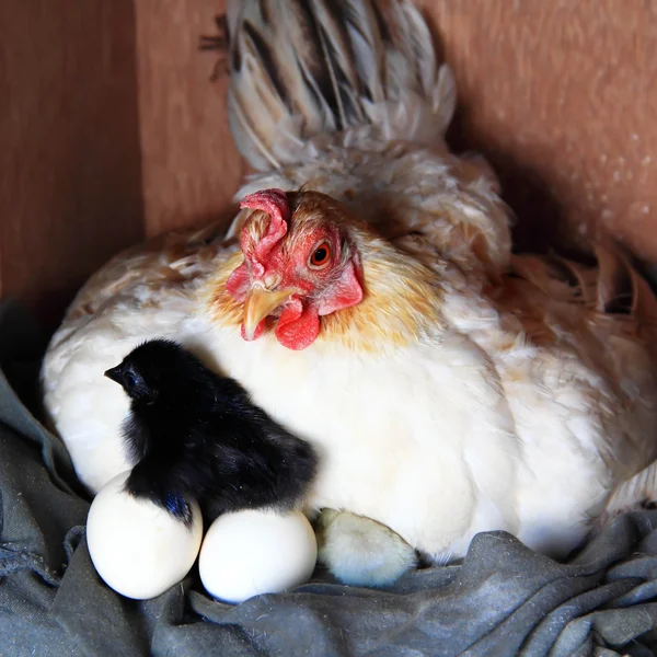 Le galline si stanno schiudendo . — Foto Stock