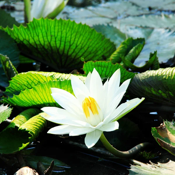 Beautiful water lily on the water's surface closeup — Stock Photo, Image