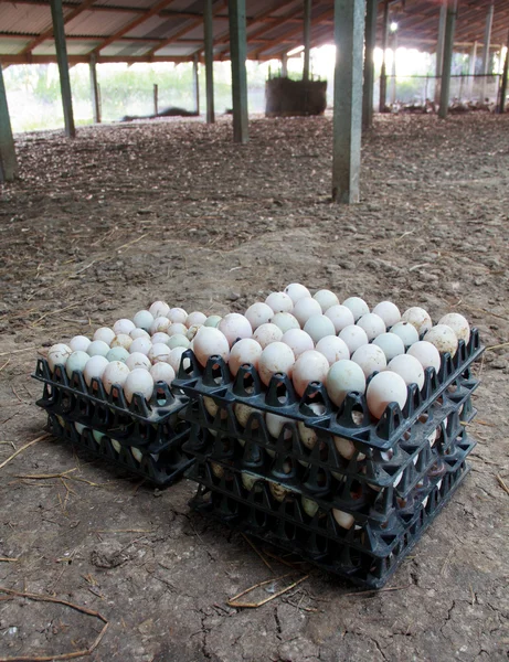 Mnoho čerstvých kachní vejce jako pozadí. — Stock fotografie