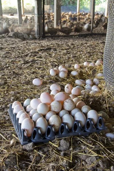 Ovos de pato da exploração para venda — Fotografia de Stock