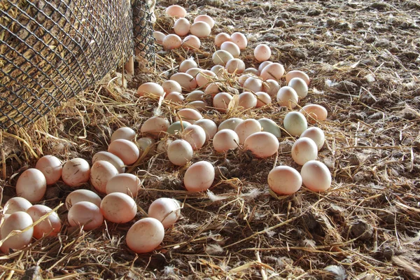 Molte uova fresche di anatra come sfondo . — Foto Stock
