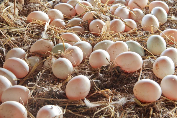 Molte uova fresche di anatra come sfondo . — Foto Stock