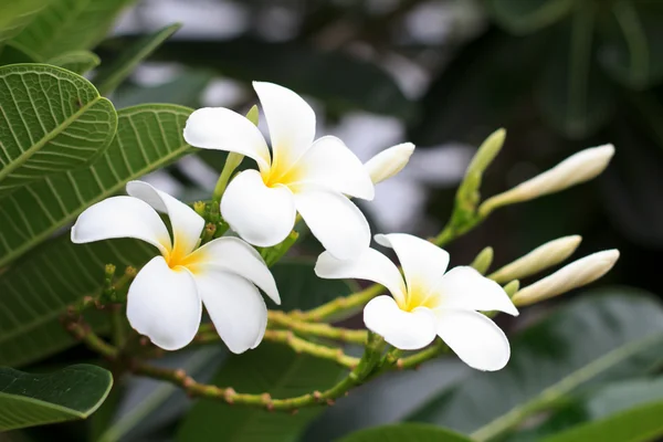 Valkoiset frangipani kukat — kuvapankkivalokuva